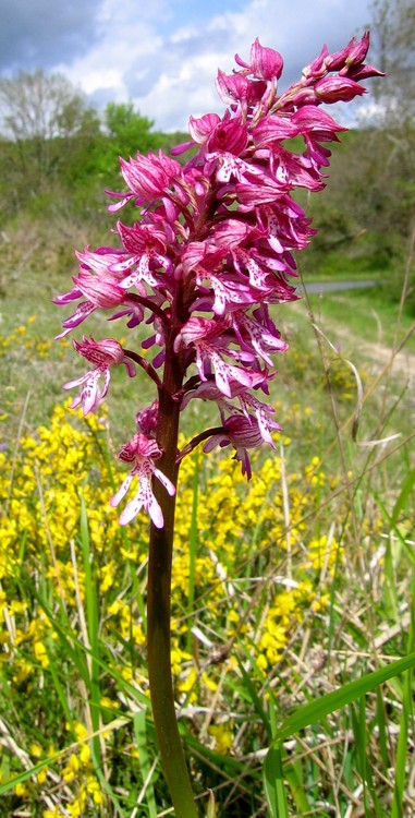 Orchis x hybrida